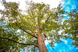 Best Hazardous Tree Removal  in Canton, MO