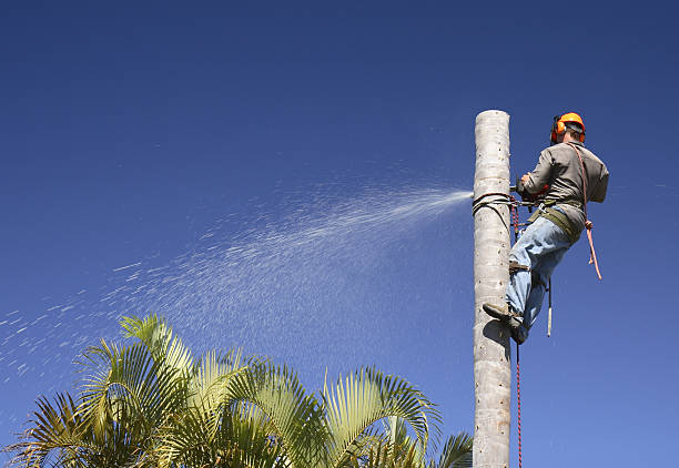 Best Lawn Irrigation Installation and Maintenance  in Canton, MO