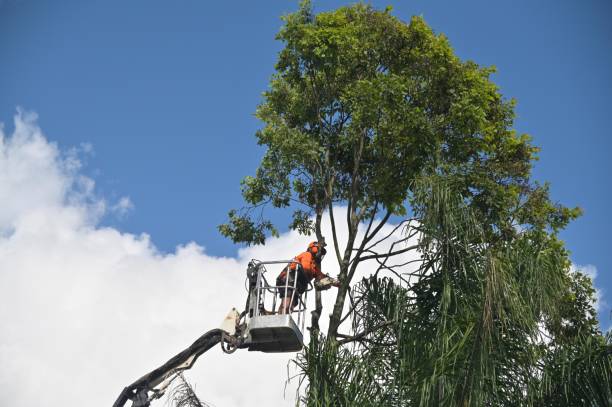 Reliable Canton, MO Tree Care Solutions